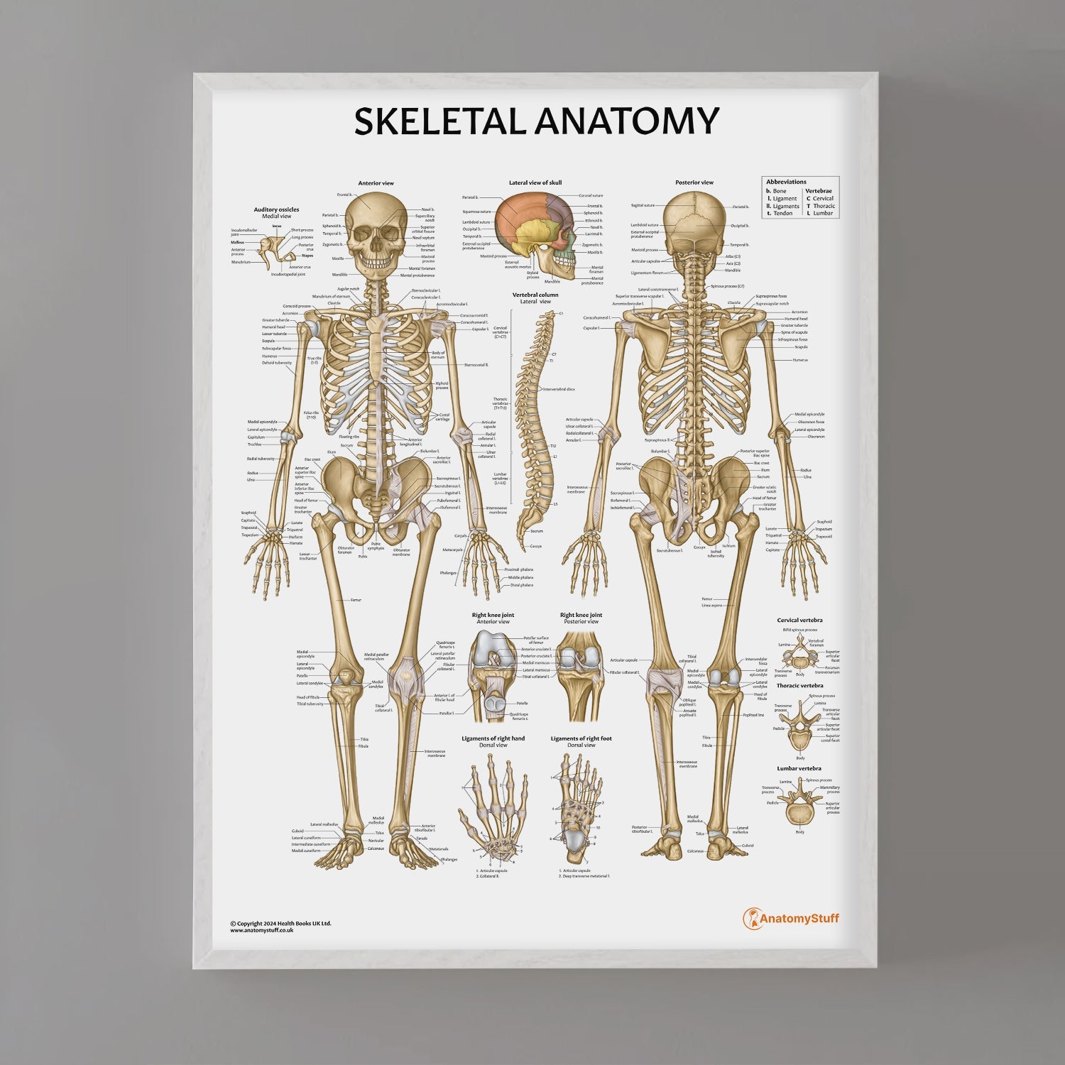 Skeletal Anatomy Chart / Poster - Part of Collection