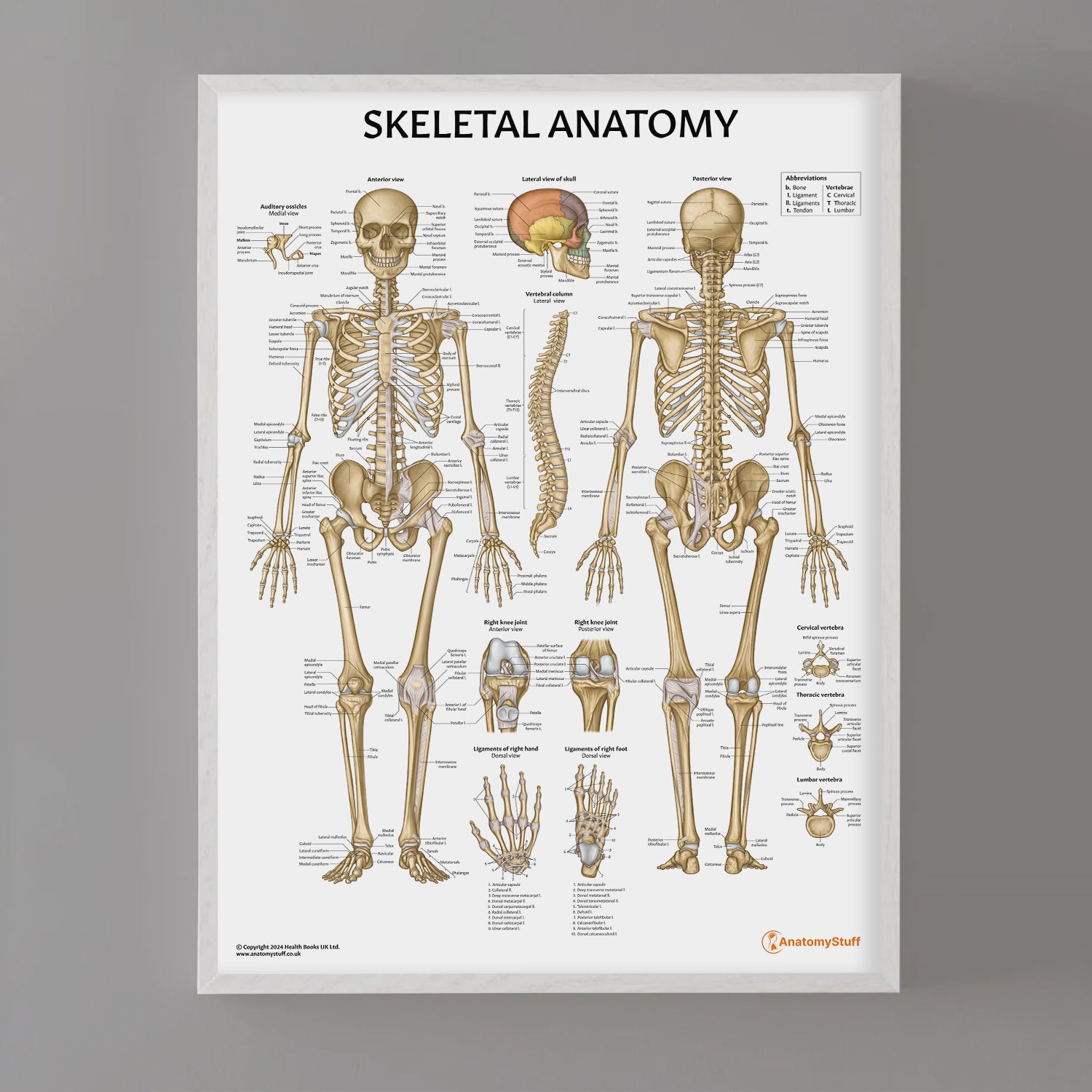 Anatomy Chart Bones Introduction To Anatomy: The Skeletal System