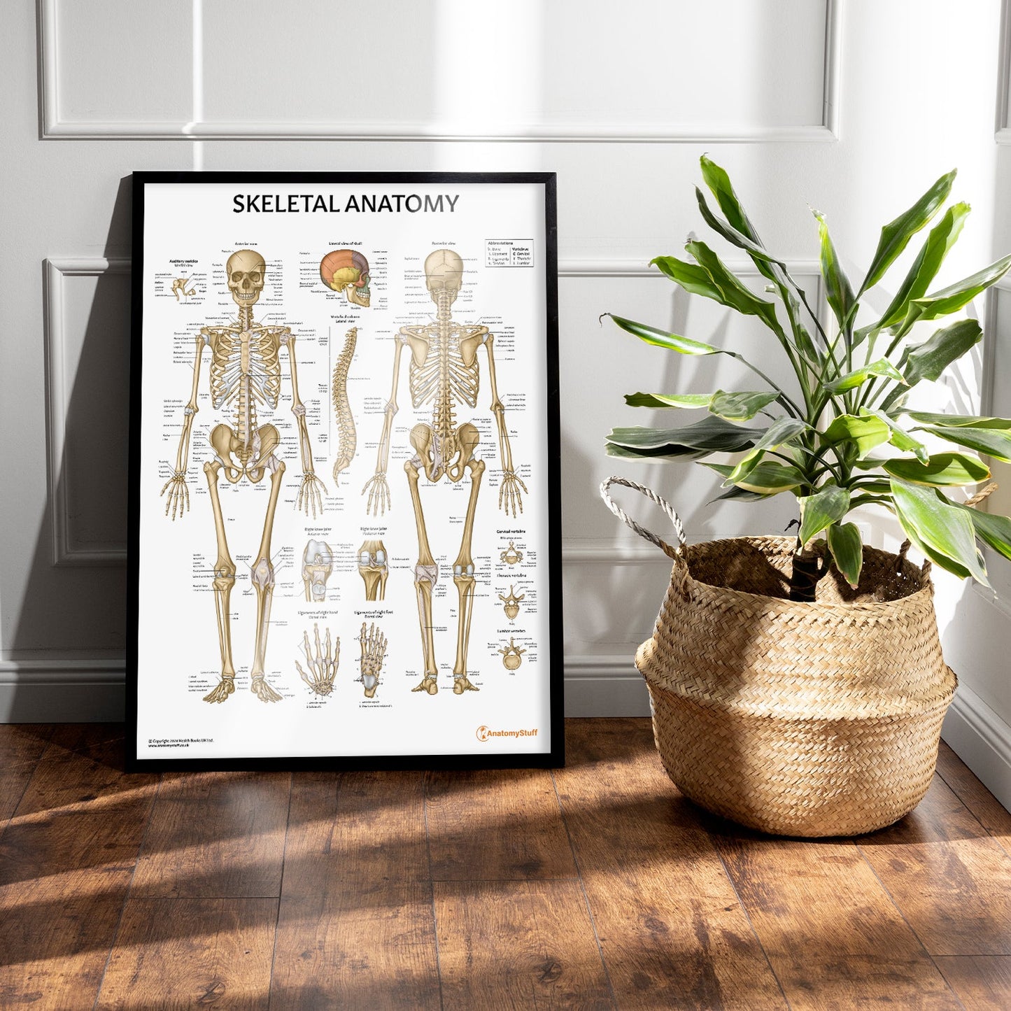Skeletal Anatomy Chart / Poster - Part of Collection