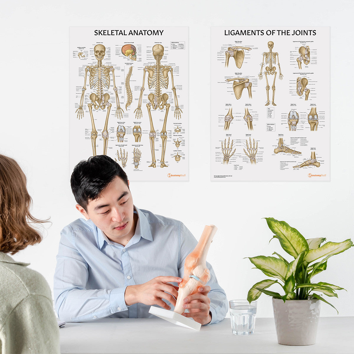 Skeletal Anatomy Chart / Poster - Part of Collection