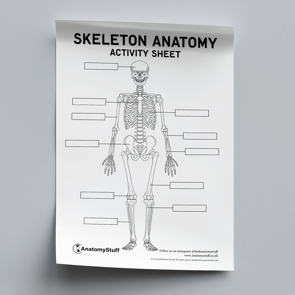 Skeleton Anatomy Activity Sheet PDF | AnatomyStuff