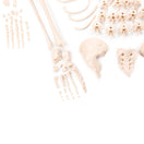 Switch A full collection of plastic human bones that make up the human skeleton 2 image