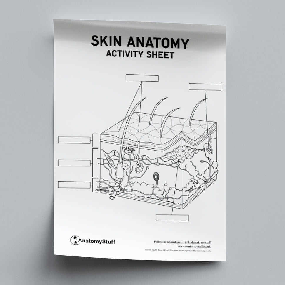 Skin Anatomy Activity Sheet PDF