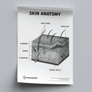 Switch Skin Anatomy Poster PDF 2 image