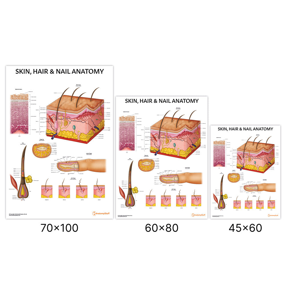 Skin, Hair & Nail Anatomy  Chart / Poster - Part of Collection
