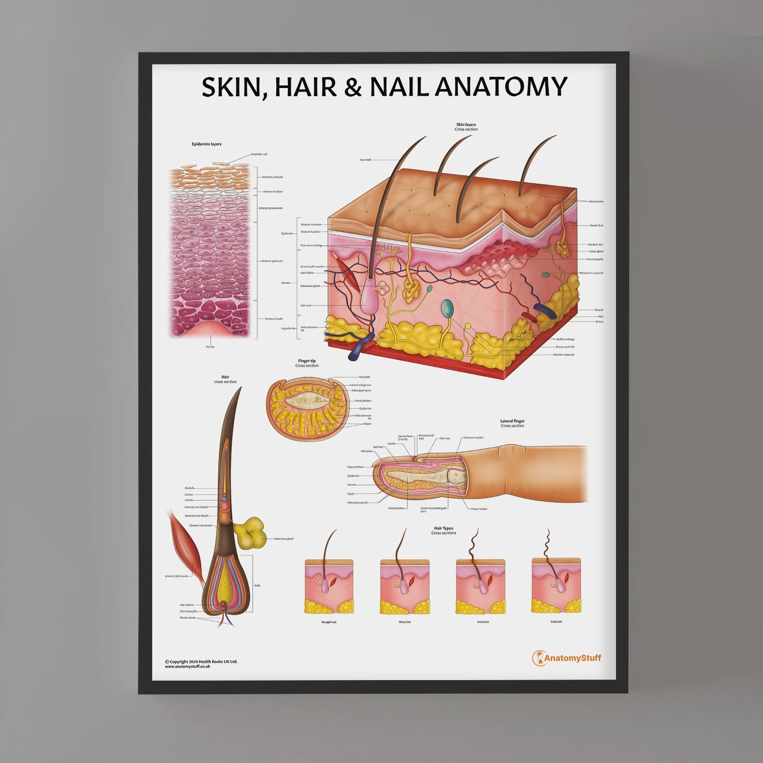 Skin, Hair & Nail Anatomy  Chart / Poster - Part of Collection