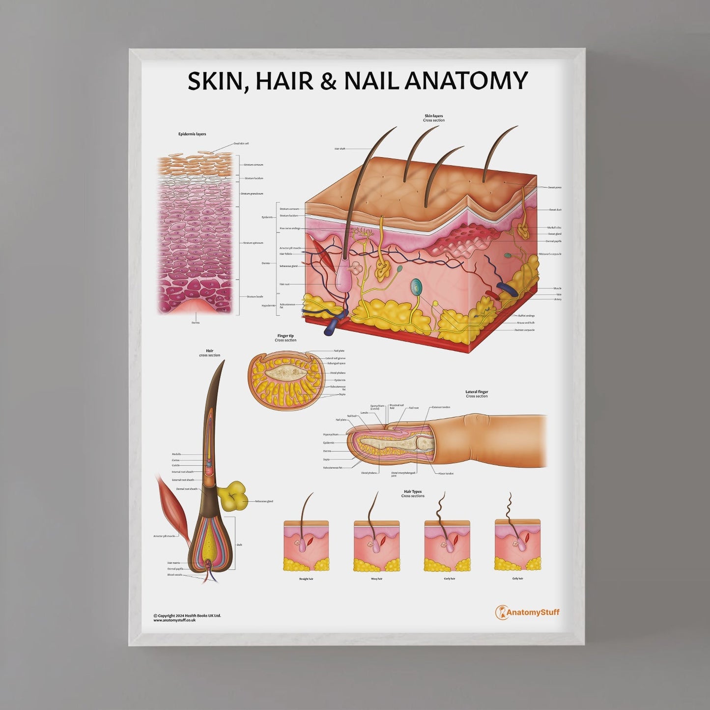 Skin, Hair & Nail Anatomy  Chart / Poster - Part of Collection