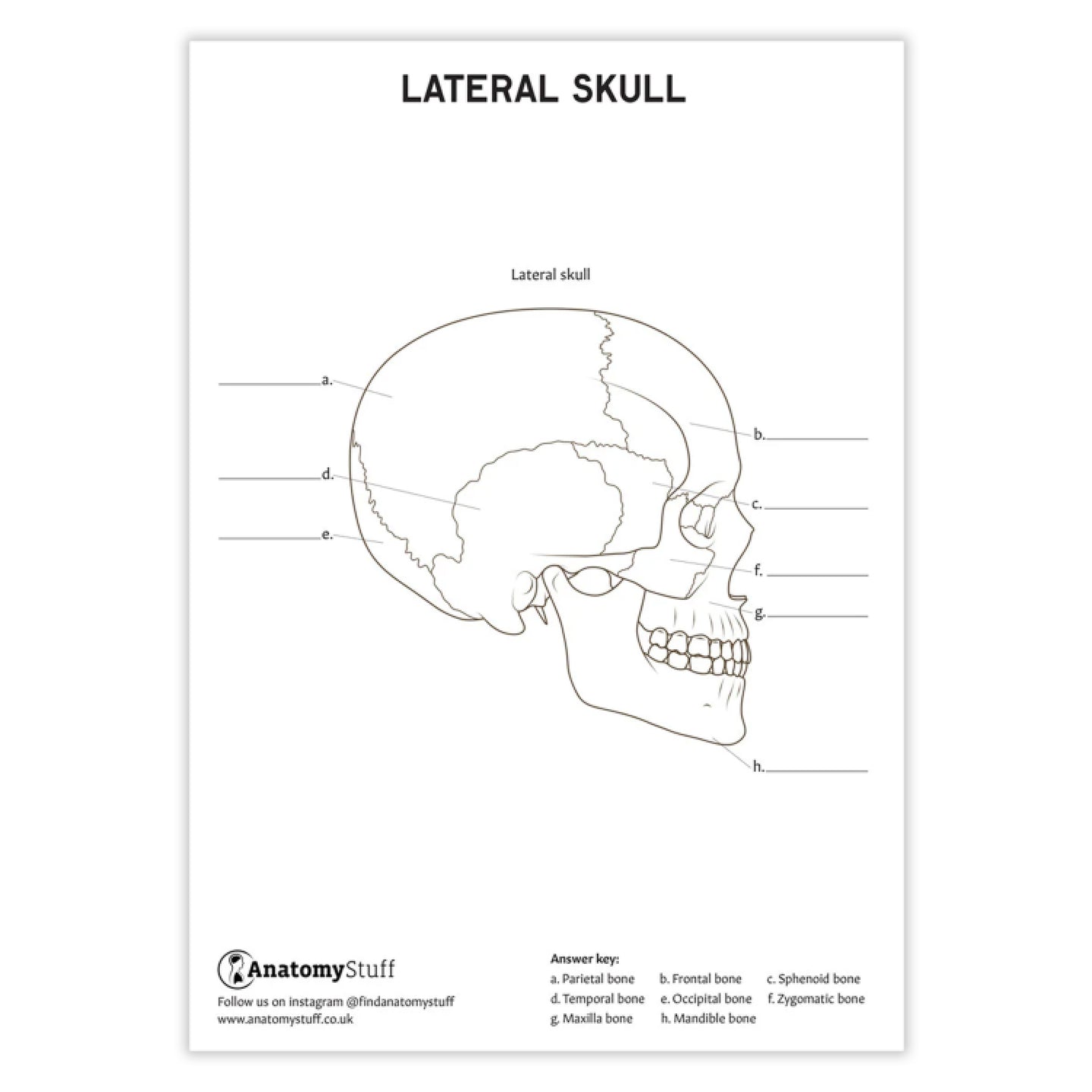 Skull Anatomy Colouring In PDF Download | AnatomyStuff