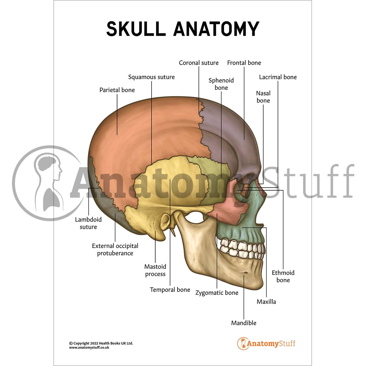 Skull Anatomy Poster / Worksheet  (Interactive & Printable PDF)