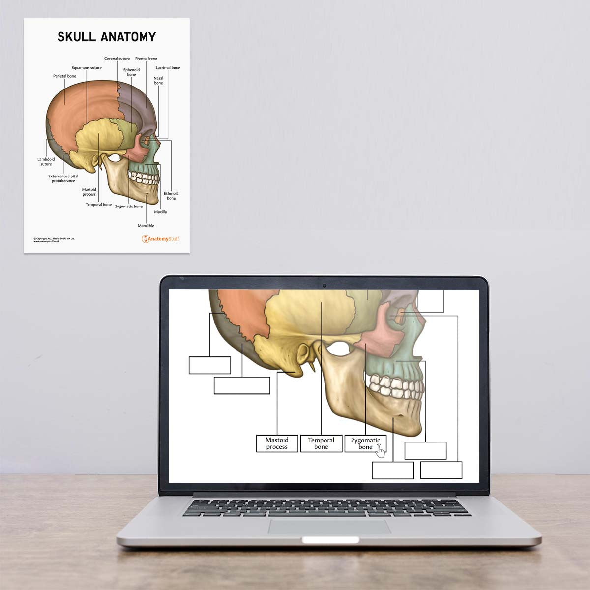 Skull Anatomy Poster / Worksheet  (Interactive & Printable PDF)