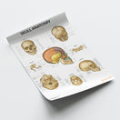 Switch Skull Anatomy Chart / Poster 3 image