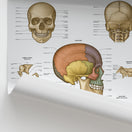 Switch Skull Anatomy Chart / Poster 2 image