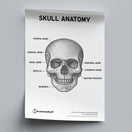 Switch Skull Anatomy Poster PDF 2 image