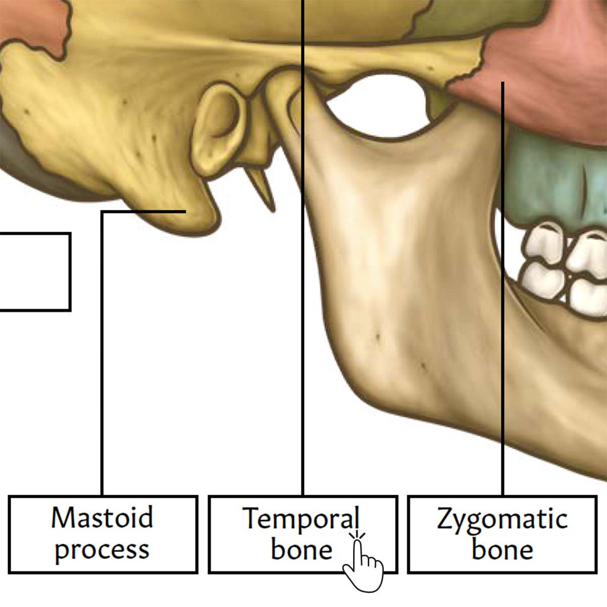 Skull Anatomy Poster / Worksheet  (Interactive & Printable PDF)