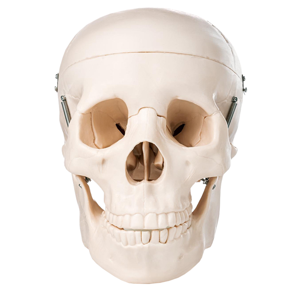 <strong>Budget Skull Model (3 part)</strong>