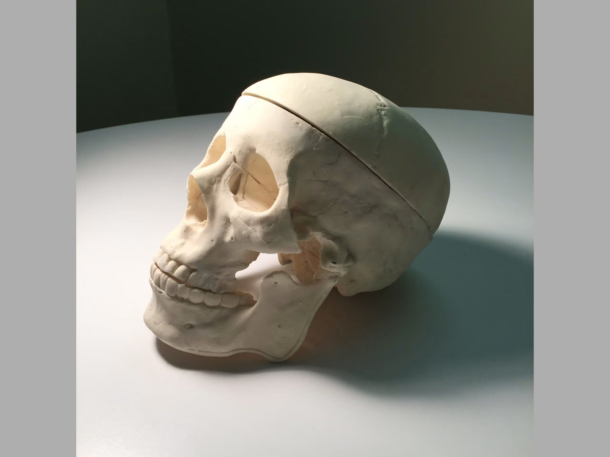 Adult Skull Phantom for X-Ray CT, US, MRI