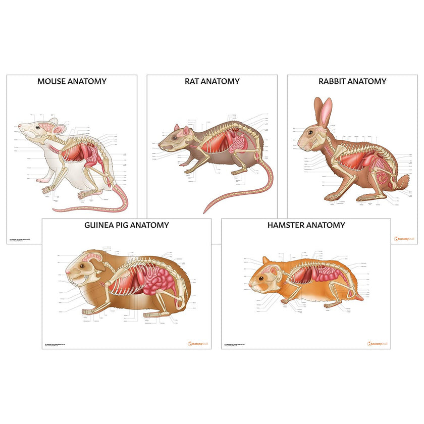 Small Mammal Anatomy 5 Chart Collection
