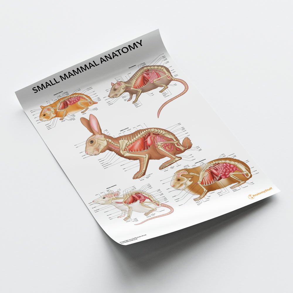 Small Mammal Anatomy Chart / Poster - Part of Collection