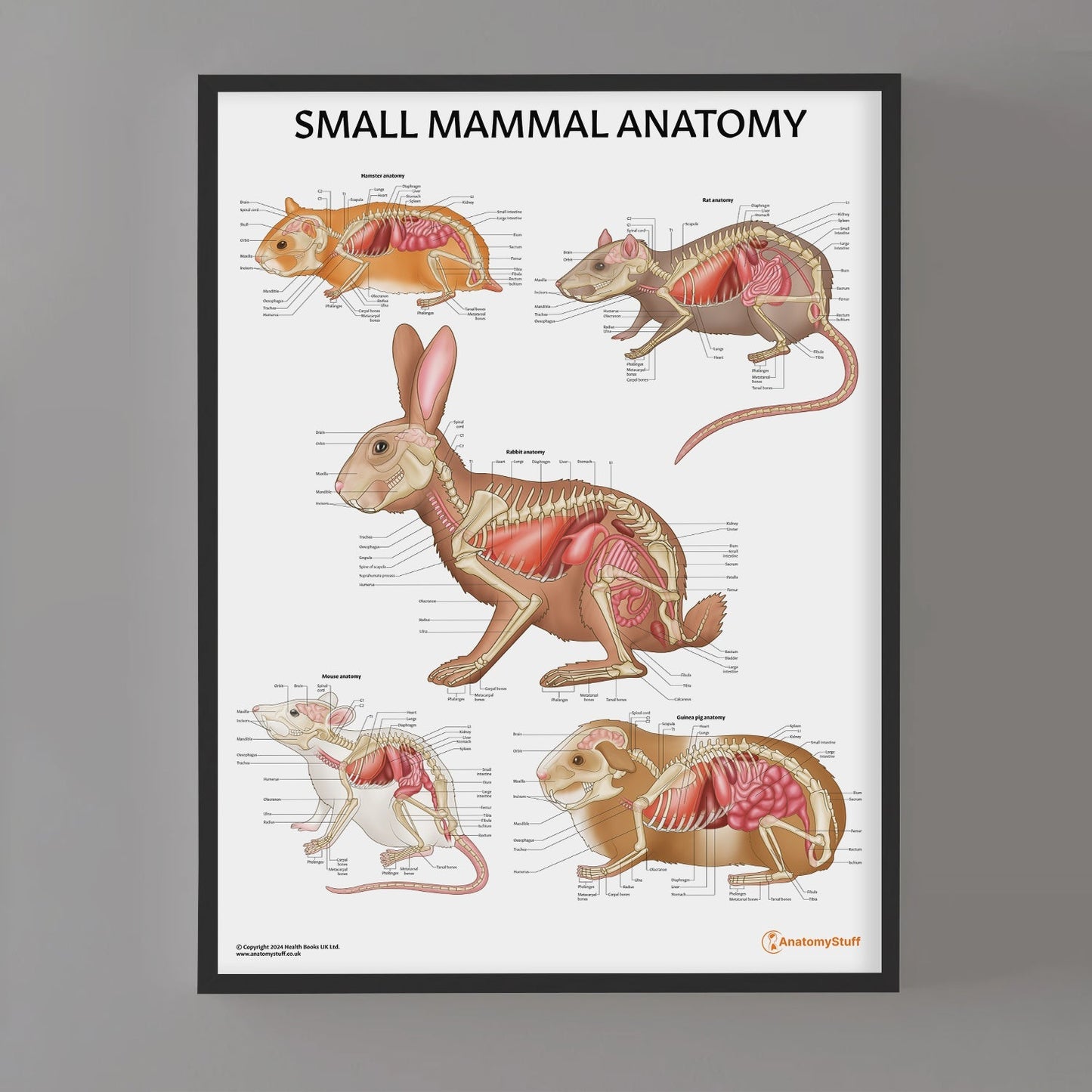 Small Mammal Anatomy Chart / Poster - Part of Collection
