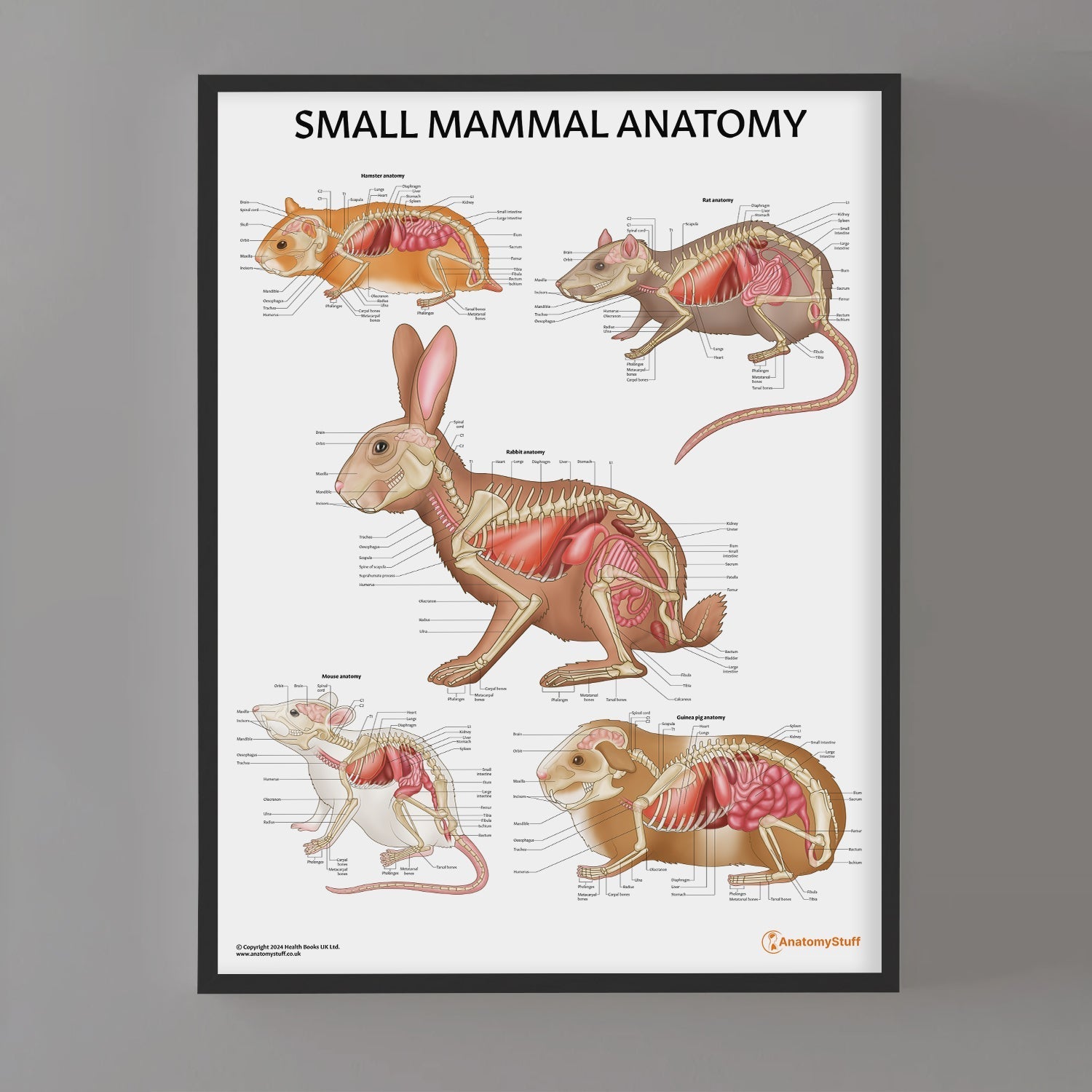 Small Mammal Anatomy Chart / Poster - Part of Collection