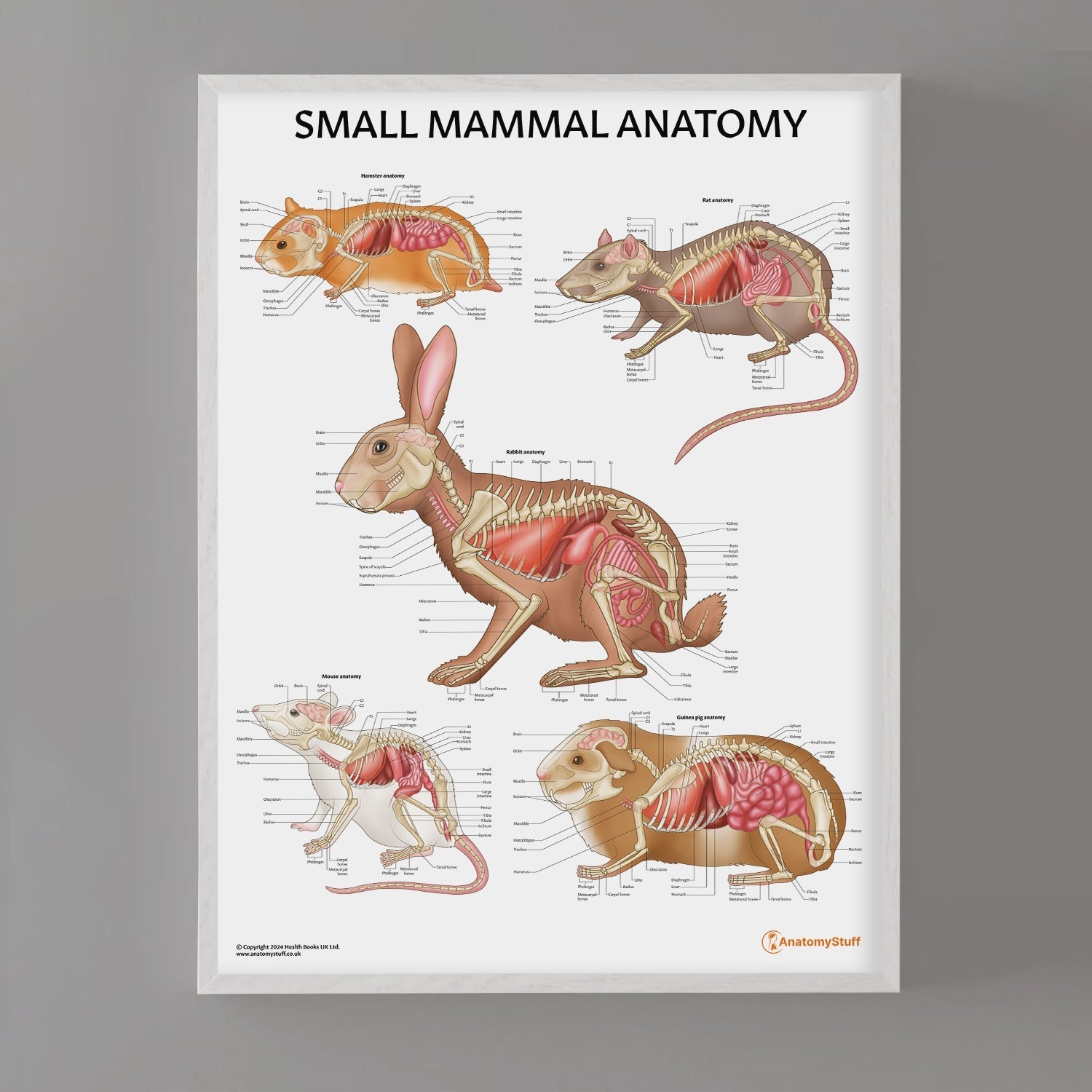 Small Mammal Anatomy Chart / Poster - Part of Collection