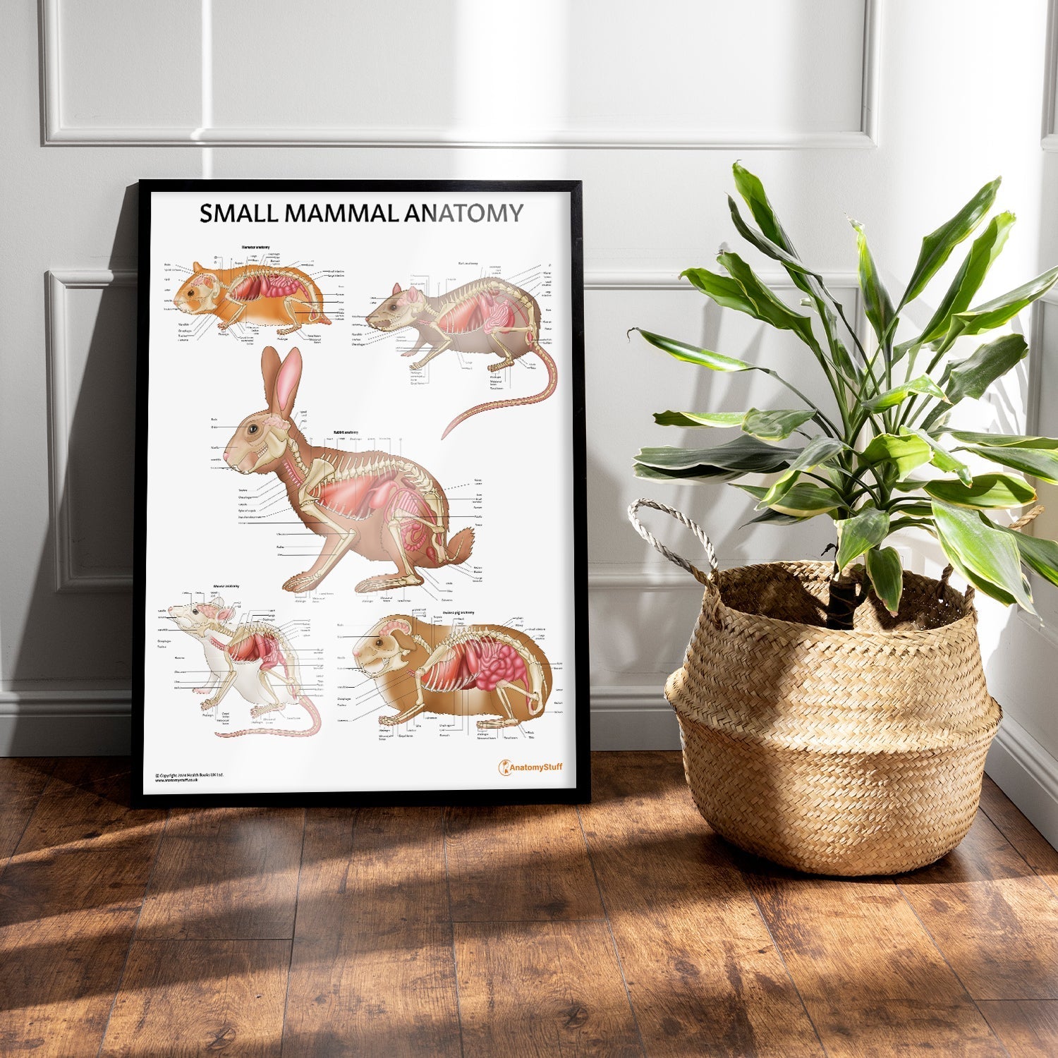 Small Mammal Anatomy Chart / Poster - Part of Collection