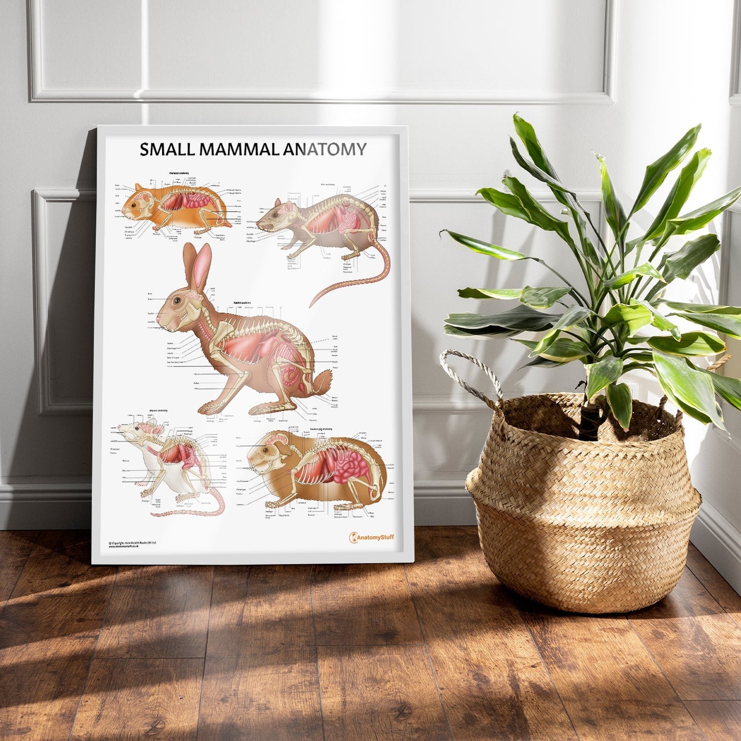 Small Mammal Anatomy Chart / Poster - Part of Collection
