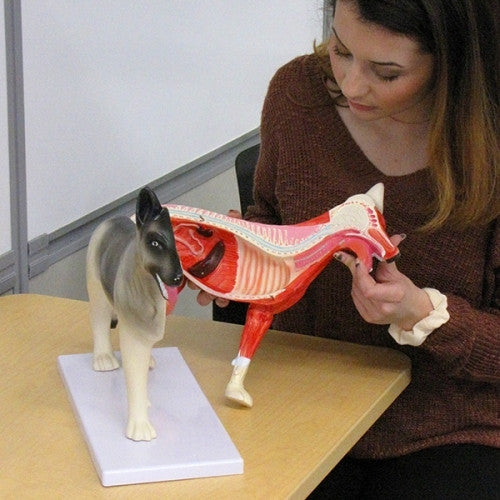 Small Dog Anatomy Model (10 part)