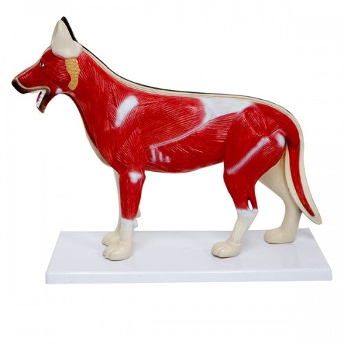 Small Dog Anatomy Model (10 part)