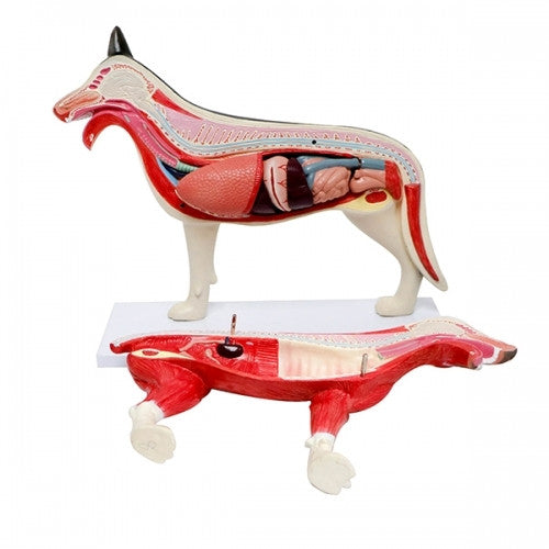 Small Dog Anatomy Model (10 part)