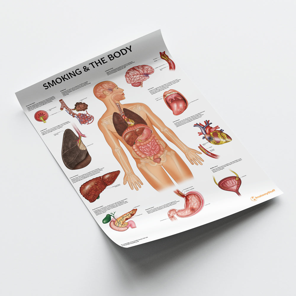Smoking and The Body Chart / Poster - Part of Collection