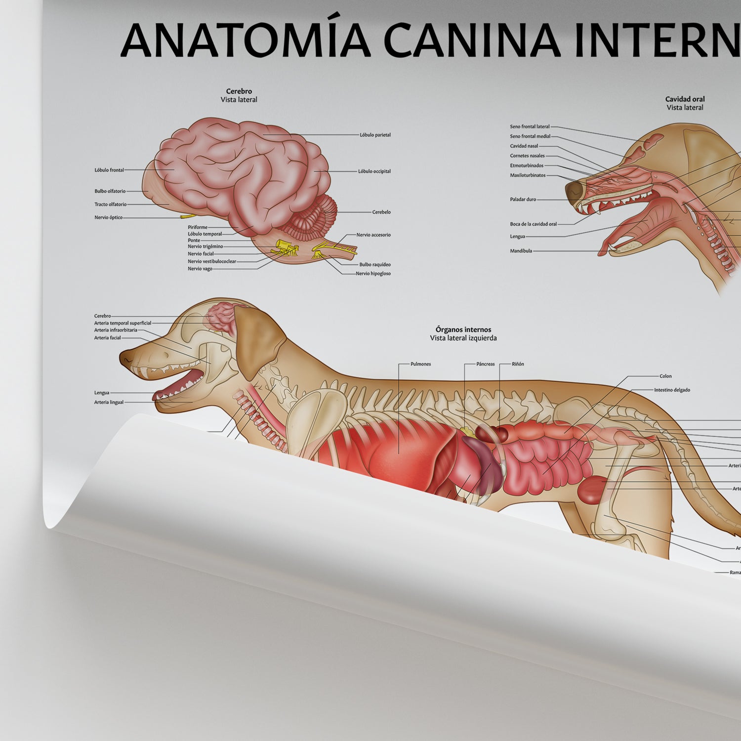 Anatomía Canina Interna Chart / Poster - Spanish