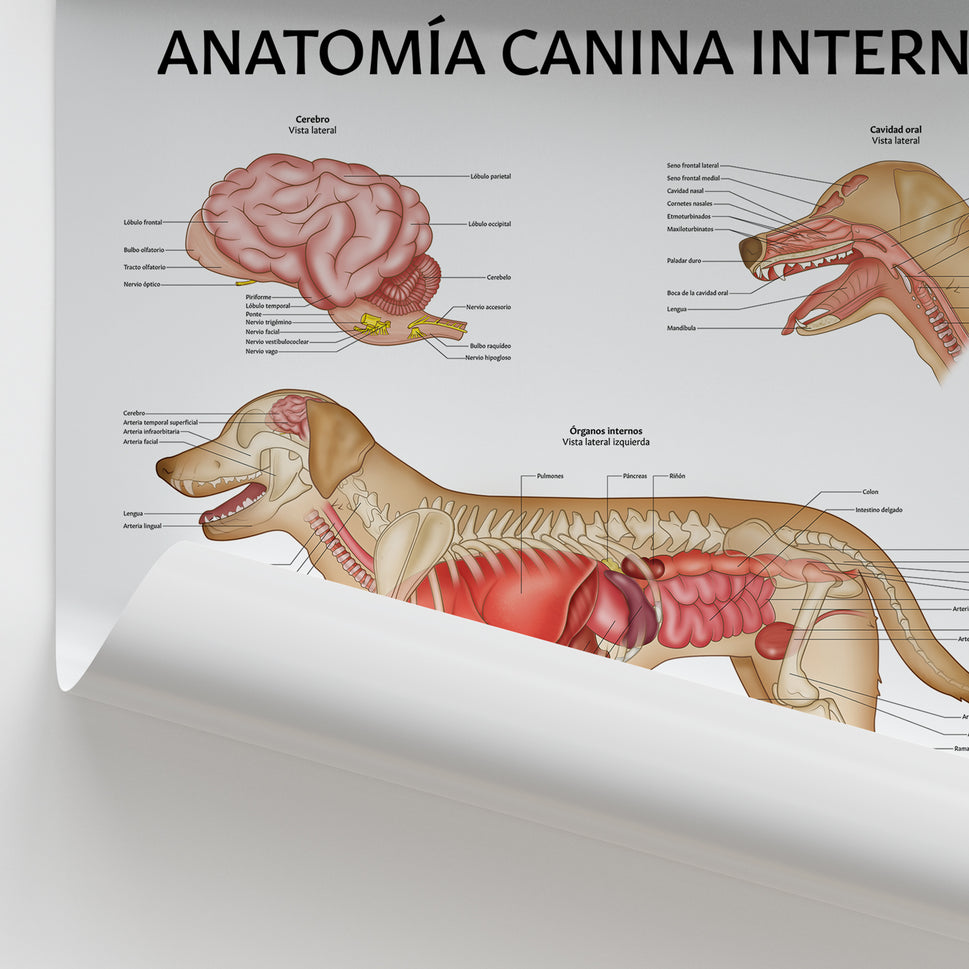 Anatomía Canina Interna Chart / Poster - Spanish
