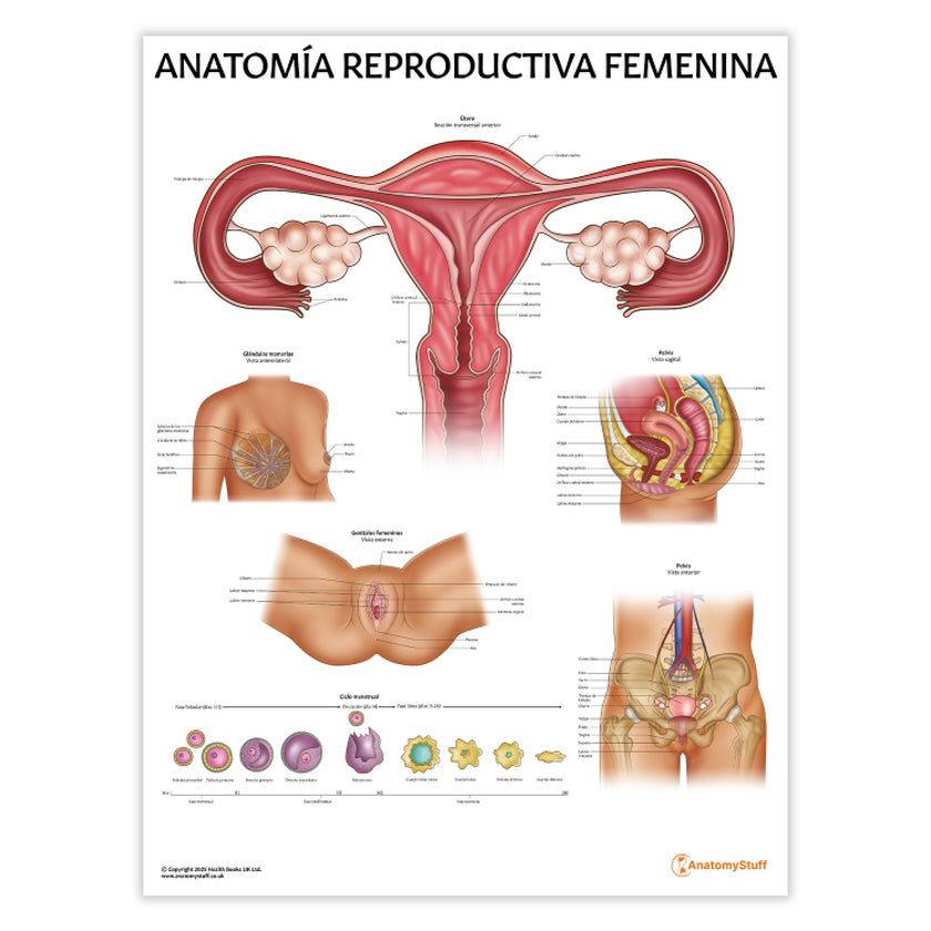 Anatomía Reproductiva Femenina Chart / Poster - Spanish