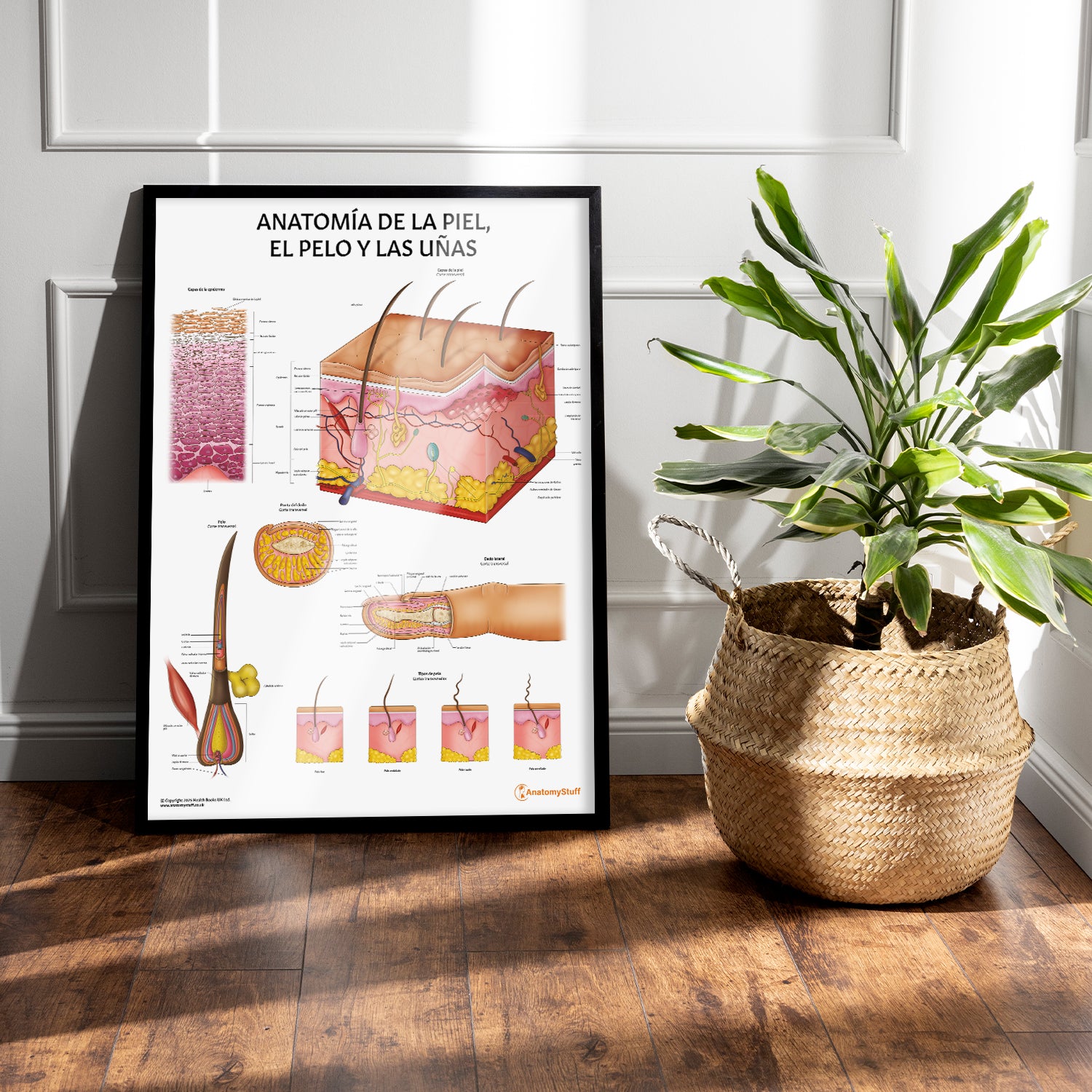 Anatomía de la Piel, el Pelo y las Uñas Chart / Poster - Spanish