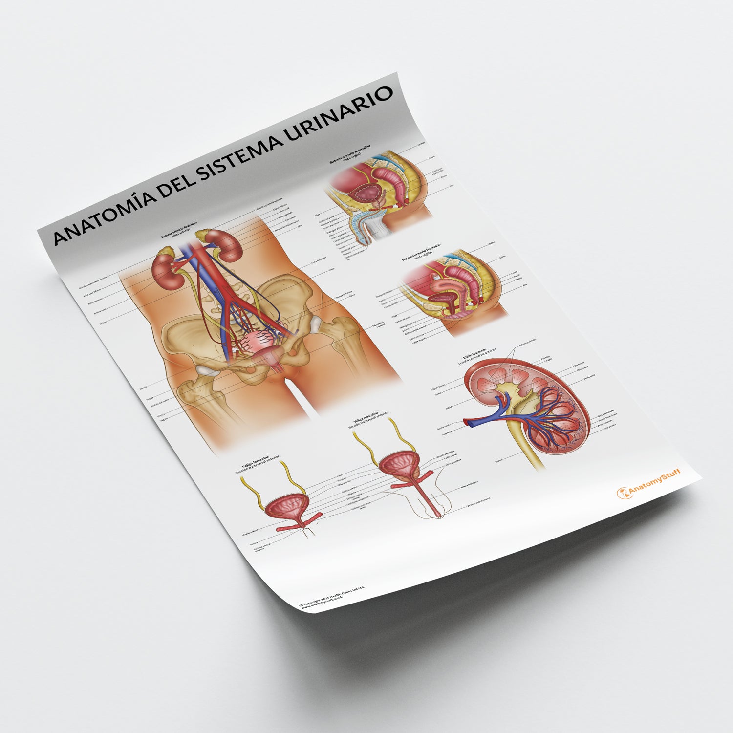 Anatomía del Sistema Urinario Chart / Poster - Spanish