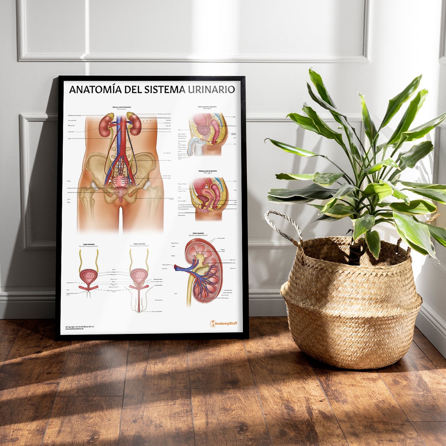 Anatomía del Sistema Urinario Chart / Poster - Spanish