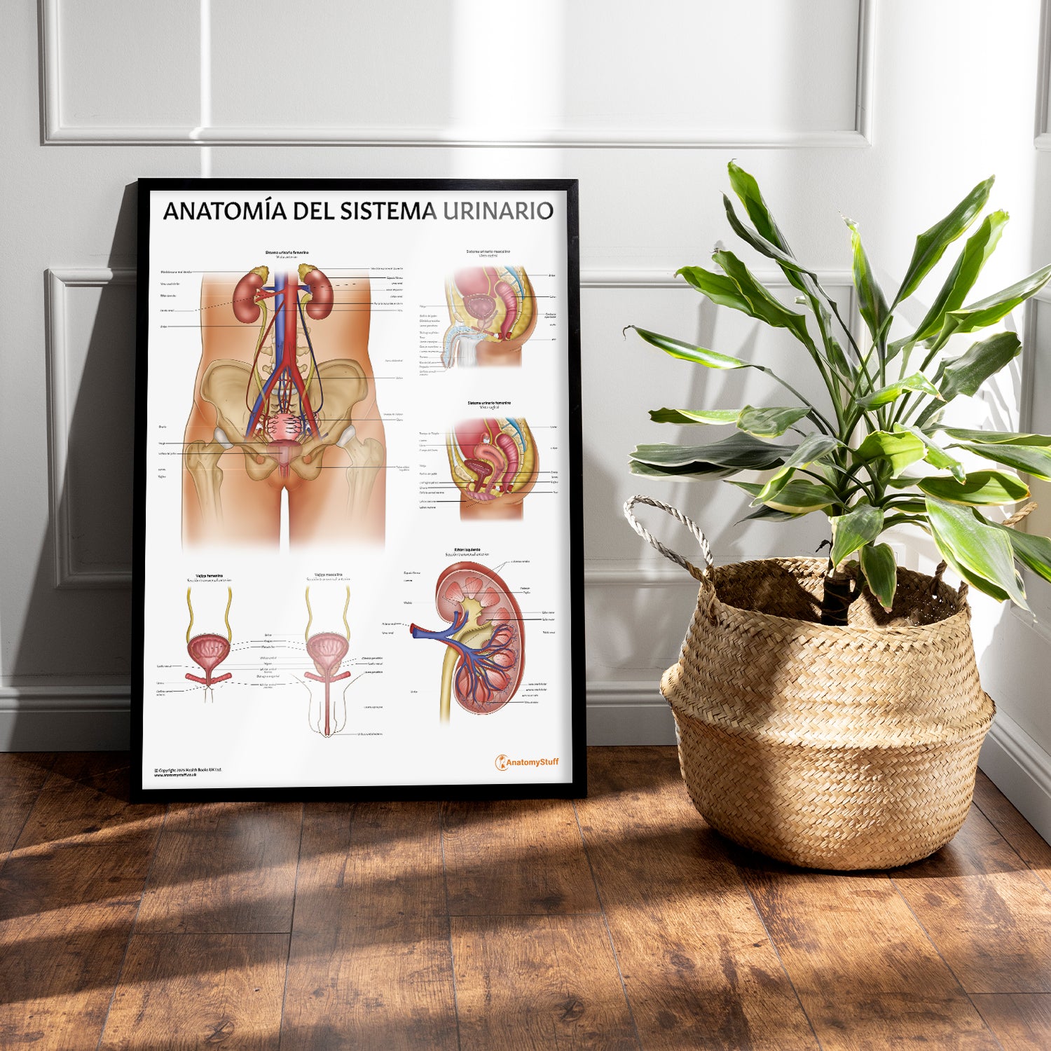 Anatomía del Sistema Urinario Chart / Poster - Spanish
