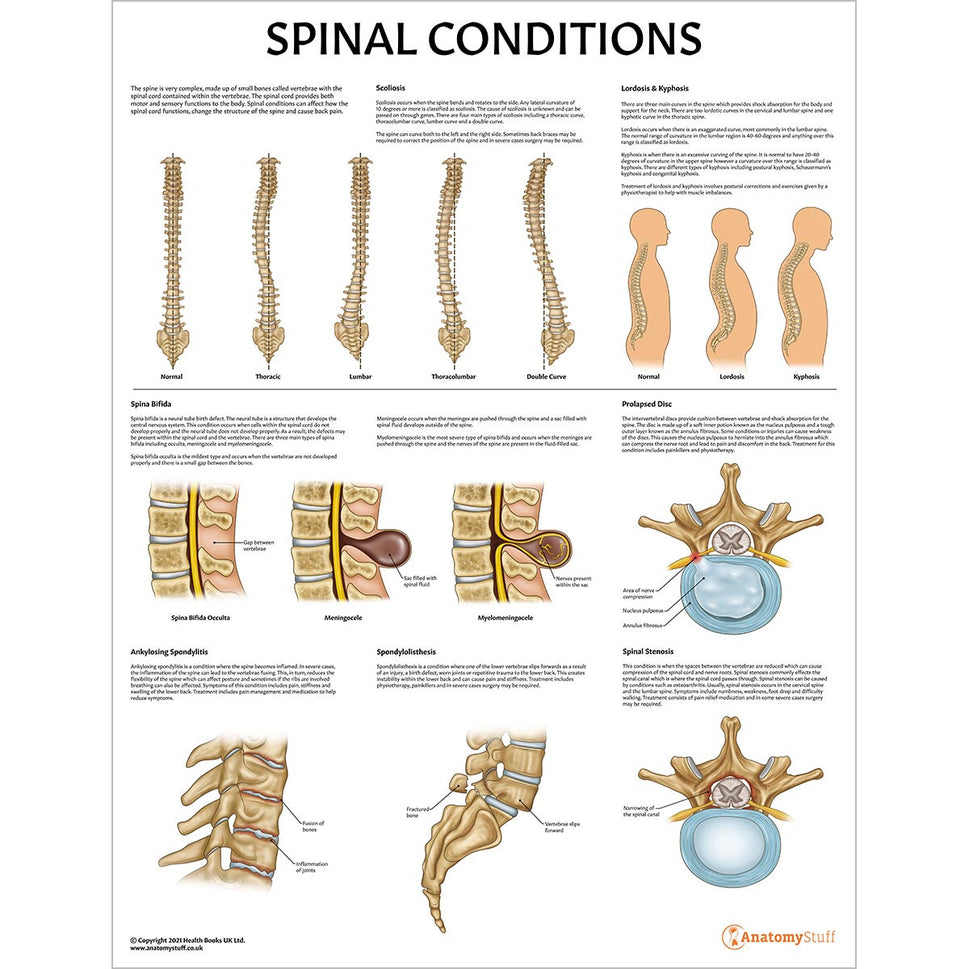 Spine Anatomy & Pathology Collection