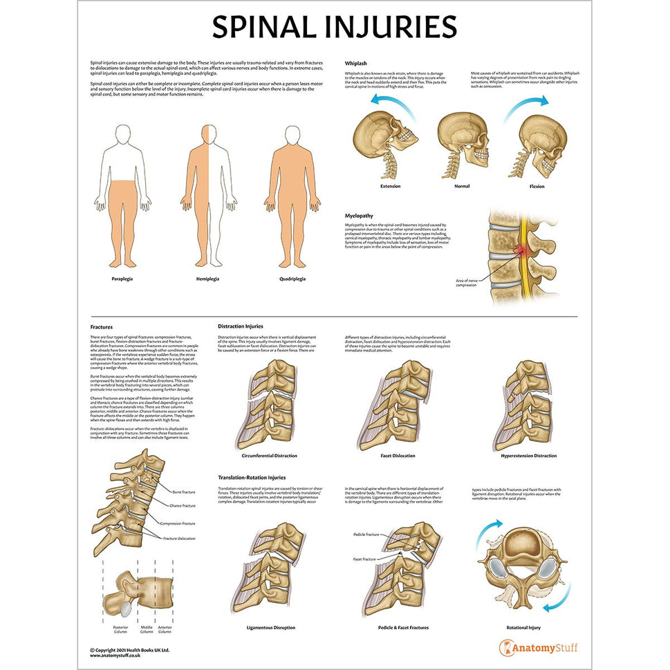 Spine Anatomy & Pathology Collection