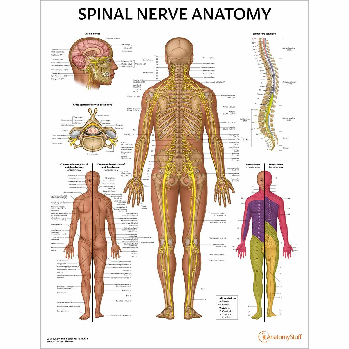 Spine Anatomy & Pathology Collection