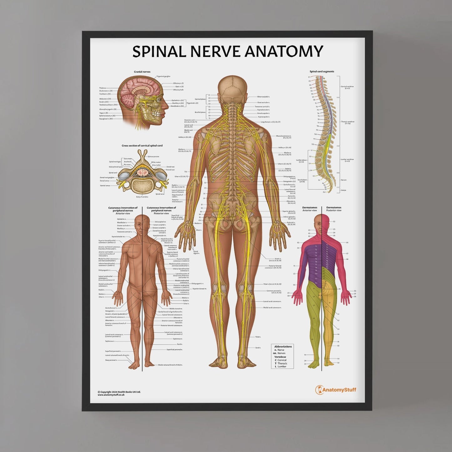 Spinal Nerve Anatomy Chart / Poster - Part of Collection
