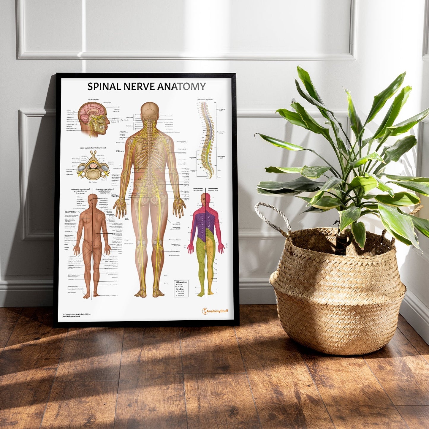 Spinal Nerve Anatomy Chart / Poster - Part of Collection