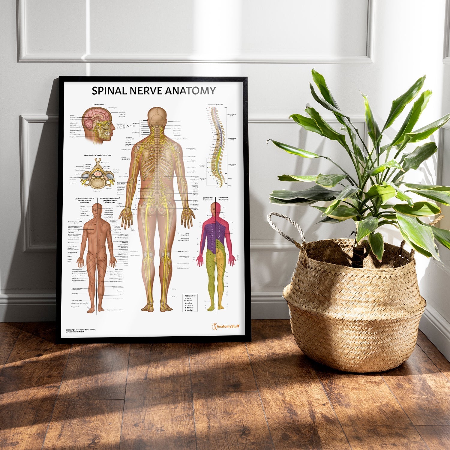 Spinal Nerve Anatomy Chart / Poster - Part of Collection