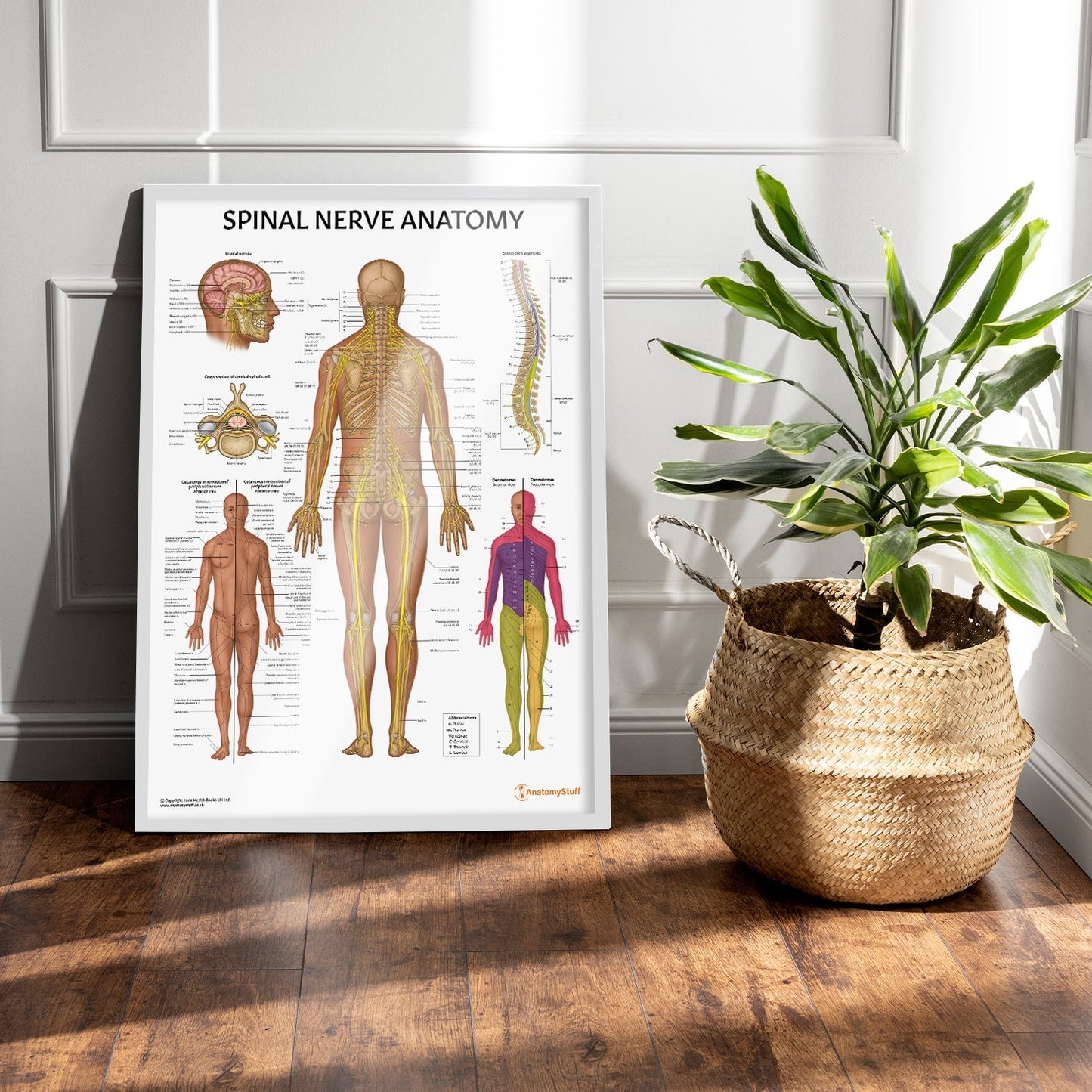 Spinal Nerve Anatomy Chart / Poster - Part of Collection