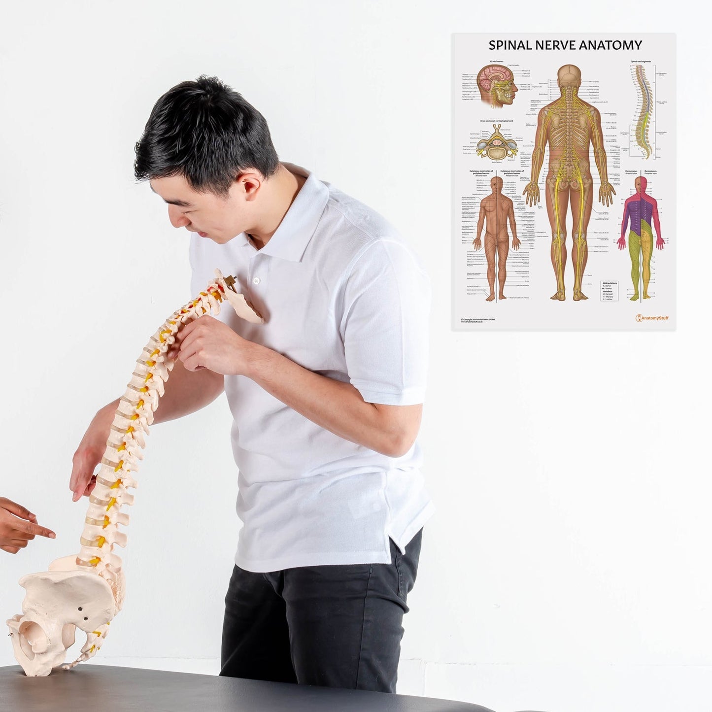 Spinal Nerve Anatomy Chart / Poster - Part of Collection