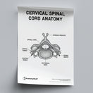 Switch Cervical Spinal Cord Anatomy Poster PDF 2 image