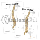 Switch Printable Spine Anatomy Poster / Worksheet 3 image