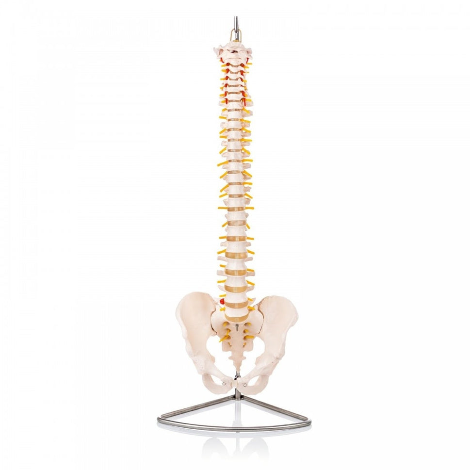 Spine Anatomy & Pathology Collection