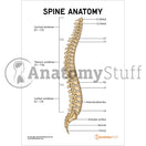 Switch Spine Anatomy Poster / Worksheet - Digital Download 2 image